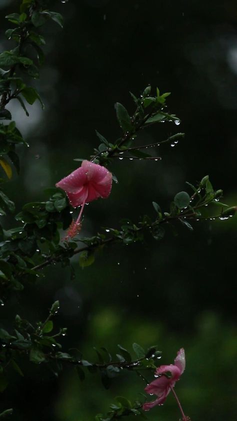 Flower Falling Video, Chandrayan 3 Image, Nature Videos For Status, Beautiful Images Nature Photography, Flowers Background Video, Rain Photography Nature, Nature Videos For Reels, Barish Video, Rain Video