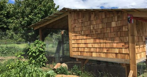 Backyard Chicken Coop with Cedar Shake Siding Chicken Coop Siding, Chicken Coop Built Off Shed, Stained Wood Chicken Coop, Playhouse Turned Chicken Coop, Board And Batten Siding Chicken Coop, Backyard Chicken Coop, Cedar Shake Siding, Goat Pen, Cute Chicken Coops