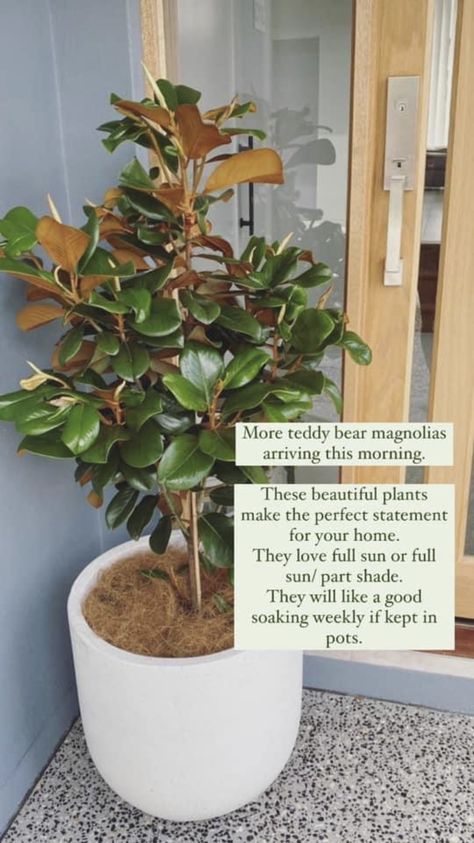 Pot Plants Front Entrance, Entry Plants Outdoor, Front Yard Potted Plants, Magnolia In Pot, Potted Plants Front Door, Front Door Plants Pots Entrance, Front Door Planter Ideas Entrance, Potted Magnolia, Entrance Planters