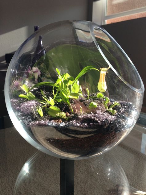 Carnivore Plant Terrarium, Pitcher Plant Terrarium, Carnivorous Plants Terrarium, Plants Terrarium, Insectivorous Plant, Plants In Jars, Plant Insects, Bog Garden, Plant Terrarium