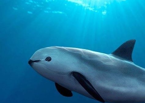 Vaquita This is a species of porpoise found in the Sea of Cortez in Mexico. They are critically endangered as they are frequently entangled in fishing nets. Small Shark, Fauna Marina, A Dolphin, Rare Animals, Endangered Animals, Marine Mammals, Narwhal, Marine Animals, In The Ocean