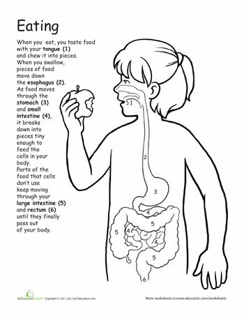 Use with children's book... The Quest to Digest. Worksheets: Awesome Anatomy: What's Eating You? Science Display, Excretory System, Human Body Unit, 5th Grade Science, Human Body Systems, Health Lessons, Science Worksheets, Preschool Science, Elementary Science