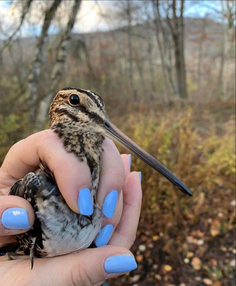 Ornithology Aesthetic, Birding Aesthetic, Wildlife Conservation Aesthetic, Bird Watching Aesthetic, Birdwatching Aesthetic, Magnolia Cupcakes, Bird Observatory, Bird Aesthetic, Wildlife Biologist