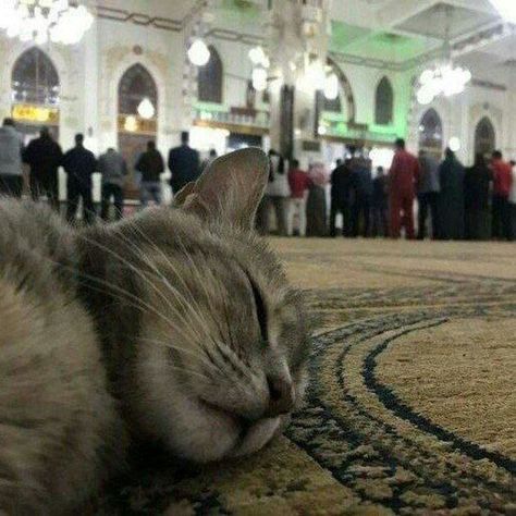 Cat in mosque Cat In Mosque, Black Cat Aesthetic, Muslim Images, Muslim Style, Islamic Artwork, Cute Animals Images, Cat Aesthetic, Having A Bad Day, Makkah