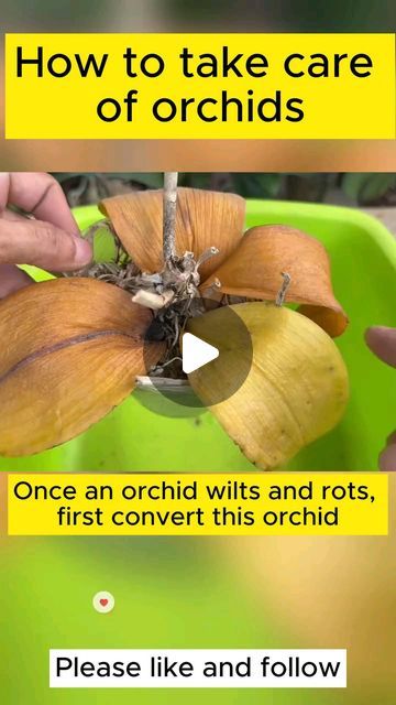 How To Regrow Orchids, How To Take Care Of An Orchid, How To Repot Orchids, Orchid Care For Beginners, How To Take Care Of Orchids Plants, How To Care For Orchids, Orchid Garden Ideas Backyards, Diy Orchid Pot, How To Replant Orchids