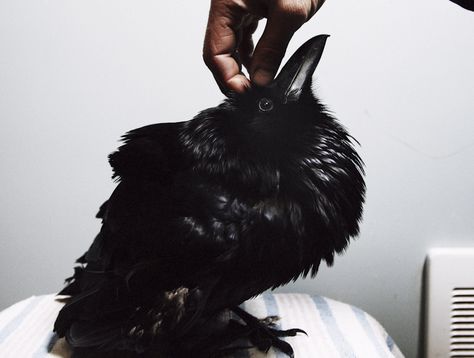 Annie Marie Musselman Photography- Seattle, WA Quoth The Raven, Raven King, Yennefer Of Vengerberg, Crows Ravens, American Gods, Intj, Ravens, 귀여운 동물, Black Bird