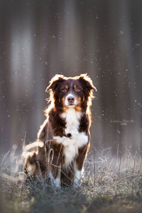 Dog Photography Creative, Fall Dog Photos, Dog Family Pictures, Pet Photography Poses, Meadow Photography, Dog Photography Poses, Animal Photoshoot, Outside Dogs, Hidden Potential