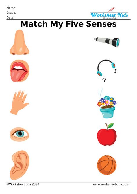 Senses Worksheets For Kids, Five Senses Kindergarten, Body Parts Preschool Activities, Five Senses Worksheet, Education Illustration, Senses Preschool, My Five Senses, Body Parts Preschool, Fun Worksheets For Kids