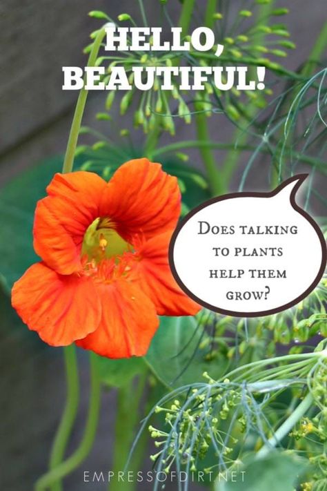 Have you seen those experiments where they talk to plants? Find out if it really does help plants grow better.  #plantcare #experiment #empressofdirt Talking To Plants, Talk To Plants, Plant Friends, Genius Hour, Plant Help, California Desert, Plant Diseases, Garden Quotes, Pallets Garden