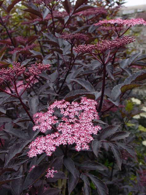 Double Knockout Roses, Sambucus Nigra, Smooth Hydrangea, Knockout Roses, Bushes And Shrubs, Long Blooming Perennials, Hydrangea Arborescens, Flowering Bushes, Gothic Garden