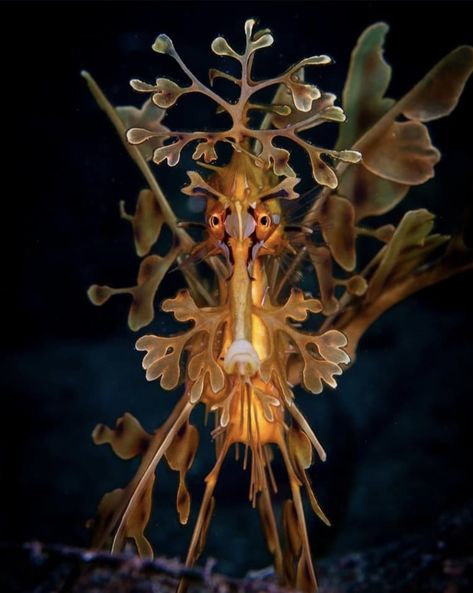 Leafy sea dragon portrait.  Photo:  Daniel Sly. Sea Dragon Art, Dragon Portrait, Leafy Sea Dragon, Sea Dragons, Sea Horses, Beautiful Sea Creatures, Sea Dragon, Dragon Art, The Challenge