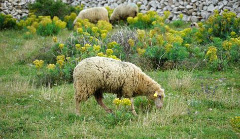 Sheep Keeping, Dairy Sheep, Mini Homestead, Sheep Shelter, Raising Sheep, Fiber Animals, Sustainable Homestead, Pet Sheep, Animal Treats