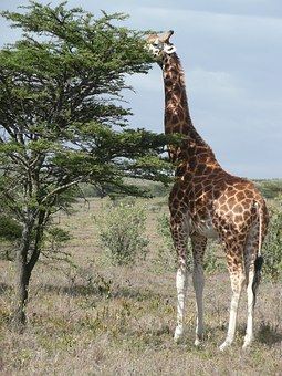 Discover and download free images - Pixabay Giraffe Facts, Elephant Habitat, Animal Facts For Kids, Elephant Species, African Forest Elephant, Giraffe Figurine, Elephant Artwork, Elephant Wallpaper, Elephant Ride