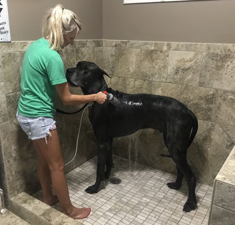 Great Dane House Ideas, Shower In Laundry Room, Dog Shower In Laundry Room, Dog Showers, Dog Organization, Dog Spaces, Dog Room, Organization Station, Dog Shower