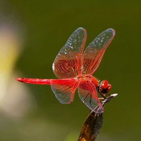 Gorgeous Red Dragonfly Dragonfly Spiritual, Dragonfly Quotes, Dragonfly Images, Red Dragonfly, Dragonfly Photos, Dragon Flys, Dragonfly Painting, Dragonfly Insect, Dragonfly Dreams