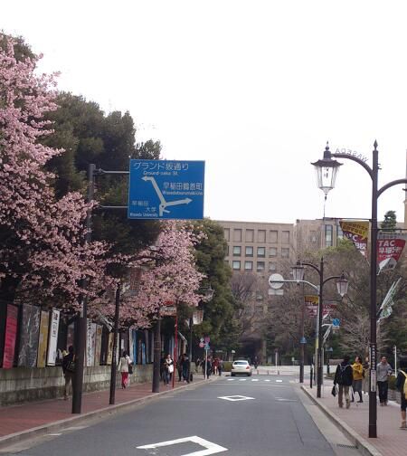 Street in front of Waseda University, Tokyo. Cherries are blossoming out at last! Now Spring is coming... Japan University, Waseda University, University Of Tokyo, Kitty Clothes, Hello Kitty Clothes, Spring Is Coming, Dream Board, At Last, Girly Things