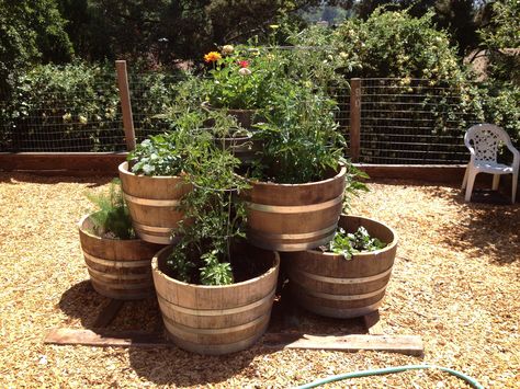 Wine Barrel Planter Half Wine Barrel Ideas, Barrel Garden Ideas, Barrel Garden Planters, Wine Barrel Garden, Whiskey Barrel Planter, Wine Barrel Planter, Herbal Tea Garden, Garden Workshops, Barrel Planter