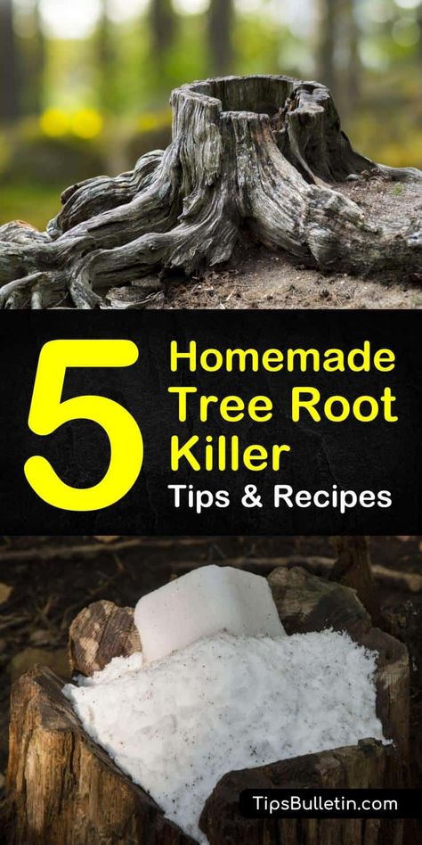 Kill roots with baking soda, salts and vinegar Kill Tree Roots, Tree Root Removal, Tree Stump Killer, Kill Tree Stump, Removing Tree Stumps, Tree Stumps Diy, Stump Removal, Tree Root, Diy Tree