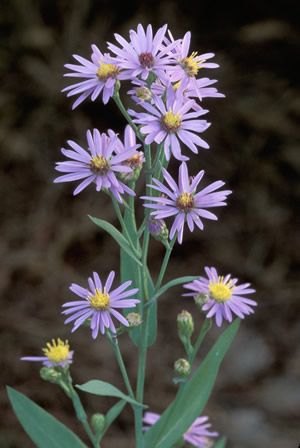 Smooth Aster, Asters Flower, Flower References, Flower Identification, Aster Flower, Sun Garden, Blue Garden, Month Flowers, Birth Month Flowers