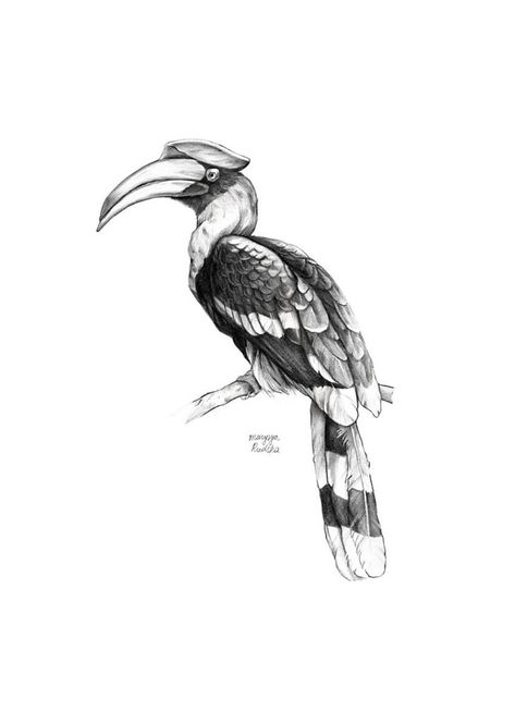 Great Hornbill (Buceros Bicornis) Hornbill Tattoo, Hornbill Drawing, Great Hornbill, Bike Drawing, Black And White Birds, Bird Artwork, White Bird, Birds, Bike