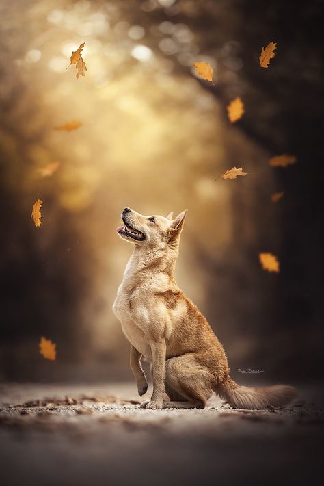 Fall Dog Photography, Dog Photography Forest, Autumn Dog Photography, Dog Photography Creative, Fall Dog Photos, Dog Photography Ideas, Pet Photography Poses, Dog Photoshoot Pet Photography, Pet Photoshoot