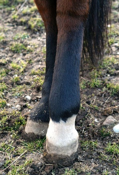 How to Treat Your Horse's Swollen Legs | Expert how-to for English Riders Equine Veterinarian, Equine Care, Horse Information, Healthy Horses, Horse Care Tips, Equine Therapy, Horse Info, Horse Ideas, Horse Anatomy