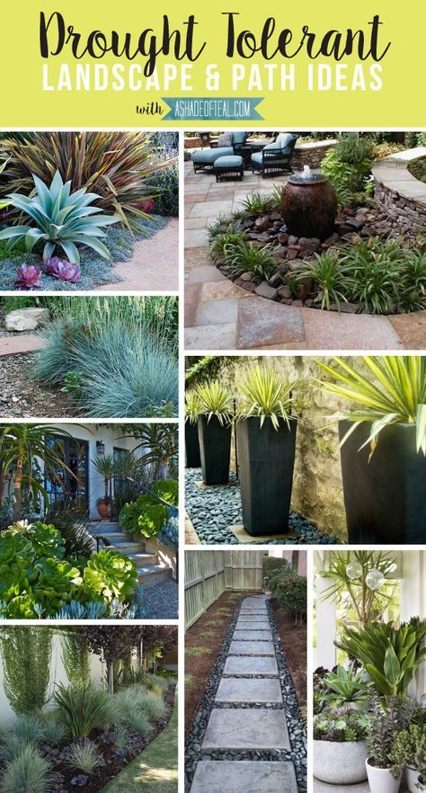 Drought Tolerant Landscape & Path Ideas | A Shade Of Teal Drought Tolerant Landscape Front Yard, Desert Landscaping Backyard, Drought Tolerant Garden, Backyard Shade, Path Ideas, Drought Tolerant Landscape, The Residents, Drought Tolerant Plants, Landscaping Tips