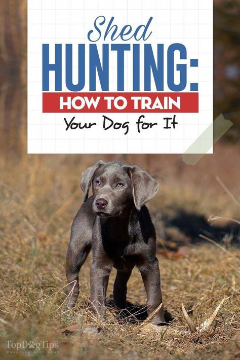 Hunting Dog Training, Shed Hunting, Easiest Dogs To Train, Basic Dog Training, Dog Behavior Problems, House Training Dogs, Puppy Training Tips, Dog Shedding, Best Dog Training