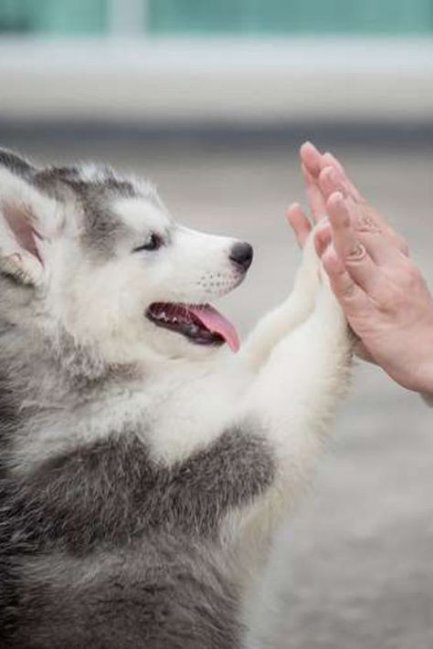 Cute Husky Puppies, Baby Huskies, Husky Puppies, Cute Husky, Siberian Husky Dog, Siberian Huskies, Labrador Retriever Puppies, Girl Hand, A Husky