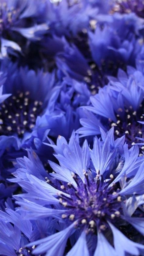 Behind Blue Eyes, Bachelor Buttons, Blue Garden, All Things Purple, Dead Sea, The Grass, Exotic Flowers, Flower Beauty, Beautiful Blooms