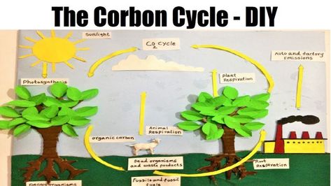 Carbon Dioxide Cycle, Diy For School, Science Exhibition Projects, Exhibition Project, Science Exhibition, Geography Project, Physics Projects, Chemistry Projects, Exhibition Models