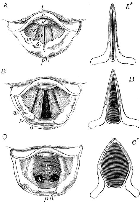 Vocal Cords Anatomy, Vocal Anatomy, Vocal Technique, Vocal Cords, Voice Lessons, Collage Pics, Wedding Makeup Bride, Voice Teacher, Glam Wedding Makeup