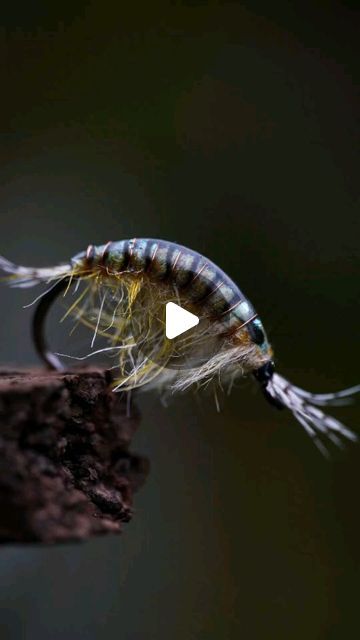 Jens Skaerbaek on Instagram: "Here is what you need👇 

💾 Before anything else, please like and save this post for when you want to tie it!

Just finished a beautiful Gammarus pattern—perfect for those tricky trout. 🎣 Precision and patience are key. Who’s ready to test this on the water?

Material list:

Hook: @ahrexhooks NS172 size 8
Thread: @veevusfishing GSP, white 30D 
Antennas: Partridge feather
Dubbing: SLF and SLF spikey dub
Rib: Small copper wire
Back: @pro.sportfisher Gammarus Shell
UV-Resin: @raidzap medium 

#flytying #flyfishing #flytyingvideo #troutfly #flyporn #flytyingjunkie #seatrout" Fly Tying Patterns Trout, Fly Tying Patterns, Fly Tying, Antennas, Uv Resin, Fly Fishing, Copper Wire, Key, Instagram