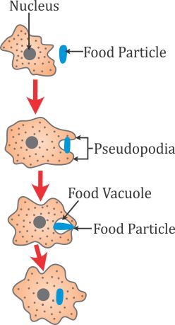 Nutrition In Amoeba Diagram, Nutrition In Amoeba, Amoeba Diagram, Salivary Glands, B Name, Biology Diagrams, Note Making, Nutrition Logo, Gym Nutrition