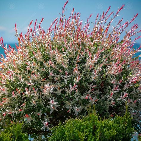 18 Full-Sun Shrubs That Thrive in Hot Climates - Bob Vila Flamingo Willow, Hakuro Nishiki, Full Sun Shrubs, California Lilac, Flowering Quince, Privacy Trees, Dappled Willow, Oakleaf Hydrangea, Fast Growing Trees