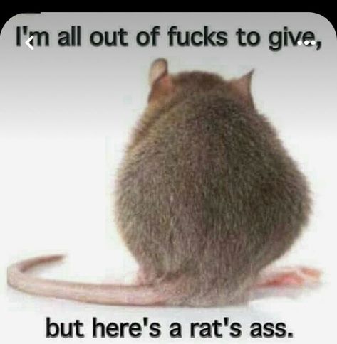 Sarcasm Quotes, A Rat, Twisted Humor, E Card, Work Humor, Pics Art, Sarcastic Quotes, Funny Signs, Bones Funny