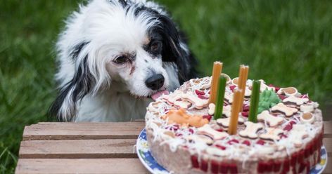 This dog birthday cake recipe is perfect for celebrating your pet’s day of birth or day of adoption (aka Gotcha Day). Dog Cake Recipe, Banana Dog Treat Recipe, Dog Birthday Cake Recipe, Dog Birth, Greek Yogurt And Peanut Butter, Dog Cake Recipes, Day Of Birth, Dog Treat Recipe, Dog Birthday Cake