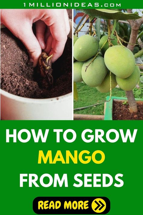 Mangoes, the "king of fruits," are a delightful addition to any garden or home. While it's relatively easy to purchase a mango tree from a nursery, there's something incredibly rewarding about growing one from seed. It's like nurturing a small piece of tropical orchard right in your own space.  So after you savor the mango, save the seed, and follow our simple steps to grow it into a productive plant. Mango Tree, The King, Garden Ideas, To Grow, Soil, To Start, Seeds, Mango, At Home