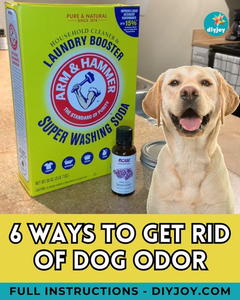 Does your house smell like a dog? Keep your home fresh, clean, and free from dog odor with these clever tips! Deodorize House Pet Odors, Removing Dog Smell From House, Dog Odor In House How To Remove, How To Make Your House Not Smell Like Dog, How To Remove Pet Odor From Home, How To Remove Dog Smell From House, Get Rid Of Pet Smell In House, Best Dog Shampoo For Odor, Remove Pet Odor From Home