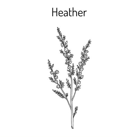 Heather Flower Drawing, Heather Flower, Flower Drawing, Image Types, Free Vector Images, Dandelion, Google Images, Heathers, Stock Illustration