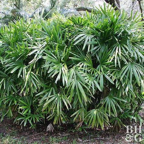 Rhapis Excelsa, Lady Palm, Florida Plants, Palm Garden, Palm House, Tropical Backyard, Palm Plant, Garden Shrubs, Raised Planter