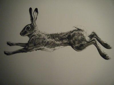 .running hare                                                                                                                                                     More Land Illustration, Hare Drawing, Running Drawing, Running Rabbit, Hare Illustration, Wild Hare, Rabbit Drawing, Rabbit Tattoos, Rabbit Illustration