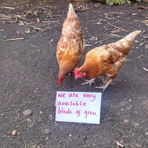 Funny-Chicken-Shaming-Farm-Life Chicken Shaming, Chicken Pics, Farm Animals For Kids, Chicken Coups, Funny Chickens, Dog Shaming Funny, Pet Shaming, Animal Shaming, Funny Cartoon Characters