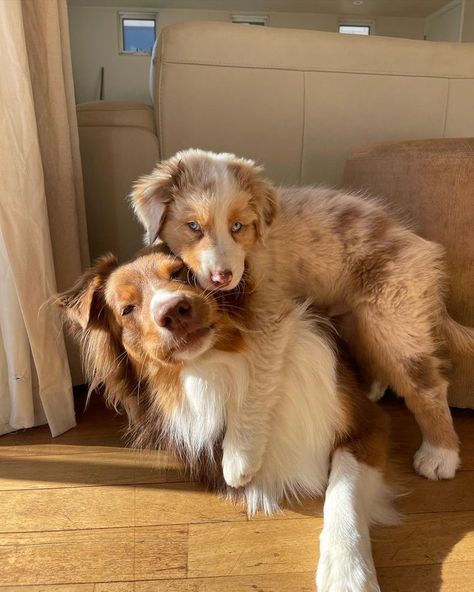 2 Besties, Aussie Puppies, Aussie Dogs, Cute Animals Puppies, Very Cute Dogs, Really Cute Dogs, Cute Little Puppies, Pretty Dogs