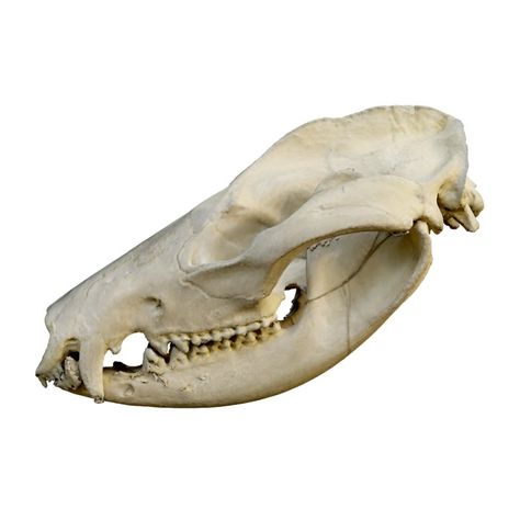 Opossum skull 3D models download,and view in VisionPro, Meta Quest - Freecreat Opossum Skull, Rat Skull, Omnivorous Animals, Shark Hat, Green Iguana, Stone Chimney, Vision Pro, Sharks Funny, Sperm Whale