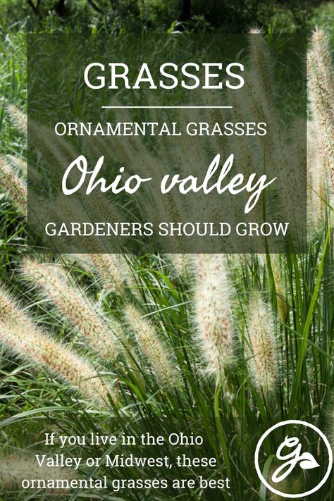 Perrenial Grasses, Types Of Ornamental Grasses, Ohio Gardening, Hakone Grass, Ornamental Grass Landscape, Blue Oat Grass, Ohio Garden, Feather Reed Grass, Blue Fescue