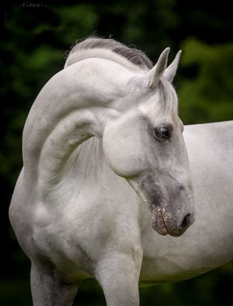 Lippizaner Horses, Lipizzaner Horse, Lippizaner, Horse Poses, Facial Markings, Horse Standing, Basic Coat, Pony Breeds, Most Beautiful Horses