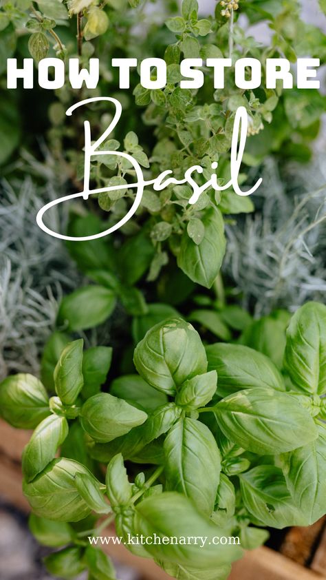 Basil is an incredibly fragrant herb with an unparalleled fresh flavor, which makes it a popular ingredient for many different dishes. Check out our article to learn more about basil now. Learn new kitchen tips and recipes every day at www.kitchenarry.com. How To Save Basil, Storing Basil Leaves Fresh Herbs, Keep Basil Fresh, Basil Nutrition Facts, Storing Fresh Basil, Different Types Of Basil, Storing Basil, Veal Stew, Dried Basil Leaves