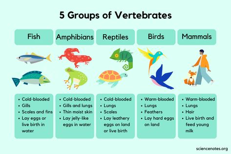 5 Groups of Vertebrates - Characteristics and Examples Vertebrates Animals Pictures, Vertebrates And Invertebrates Worksheets, Vertebrates Animals, Biology Tricks, Types Of Vertebrates, Resturant Menu, Learn Biology, Phonics Reading Passages, Vertebrates And Invertebrates