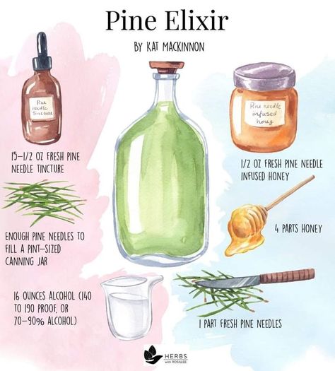 Herbal Elixir Recipes, Pine Recipes, Herb Facts, Witchy Ingredients, Herbal Pillow, Earth Creature, Tincture Recipes, Potion Recipes, Medicinal Herbs Remedies